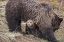 Picture of WYOMING-YELLOWSTONE NATIONAL PARK GRIZZLY BEAR CUB SHELTERING UNDER MOTHER 