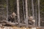 Picture of WYOMING-YELLOWSTONE NATIONAL PARK THREE GRIZZLY BEAR CUBS 