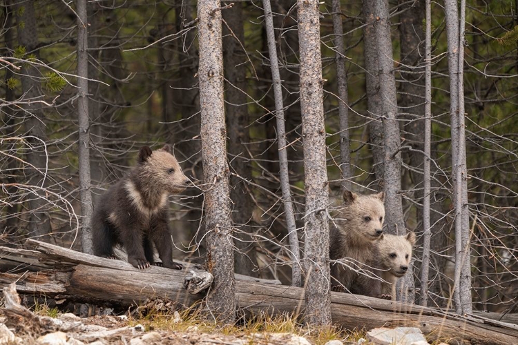 Picture of WYOMING-YELLOWSTONE NATIONAL PARK THREE GRIZZLY BEAR CUBS 