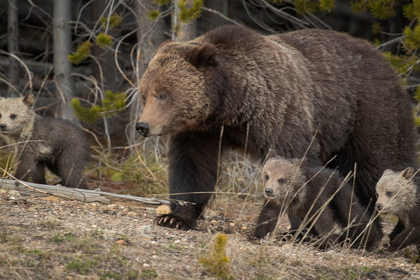 Picture of WYOMING-YELLOWSTONE NATIONAL PARK GRIZZLY BEAR SOW WITH CUBS IN SPRING 