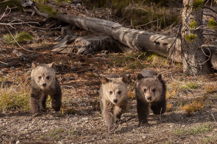 Picture of WYOMING-YELLOWSTONE NATIONAL PARK THREE GRIZZLY BEAR CUBS 