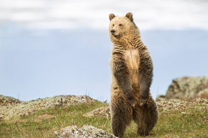 Picture of WYOMING-YELLOWSTONE NATIONAL PARK GRIZZLY BEAR SNIFFING AIR WHILE STANDING 