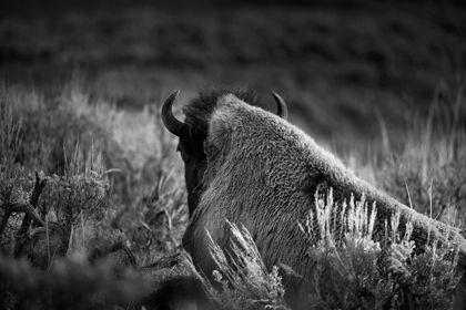 Picture of WYOMING-YELLOWSTONE NATIONAL PARK BISON RESTING AT SUNSET 