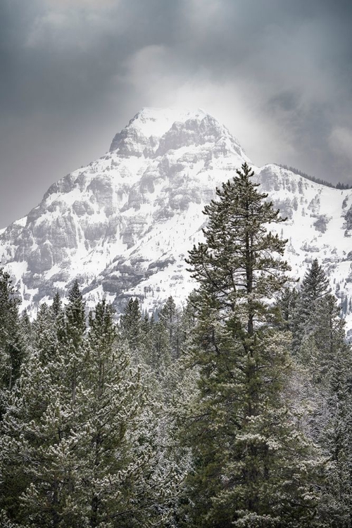 Picture of WYOMING-YELLOWSTONE NATIONAL PARK SPRING SNOW STORM ON MOUNTAIN 