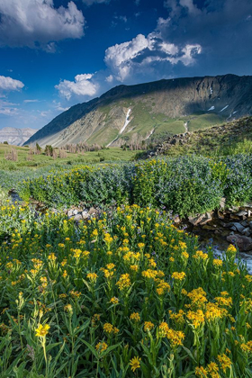 Picture of ARNICA AND BLUEBELL WILDFLOWERS NEXT TO CREEK-ABSAROKA MOUNTAINS NEAR CODY AND MEETEETSE-WYOMING