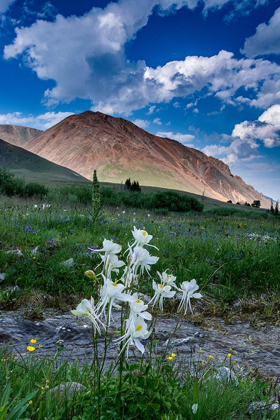 Picture of COLUMBINE AND SMALL CREEK-ABSAROKA MOUNTAINS NEAR CODY AND MEETEETSE-WYOMING-USA