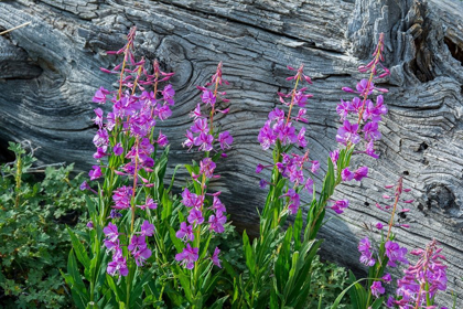Picture of FIREWEED WILDFLOWERS IN ABSAROKA MOUNTAINS NEAR CODY AND MEETEETSE-WYOMING-USA