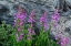 Picture of FIREWEED WILDFLOWERS IN ABSAROKA MOUNTAINS NEAR CODY AND MEETEETSE-WYOMING-USA