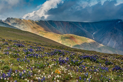 Picture of LUPINE AND BISTORT WILDFLOWERS COVER HIGH ALPINE MEADOW-ABSAROKA MOUNTAINS