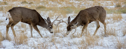 Picture of YOUNG MULE DEER BUCKS PLAY FIGHTING-RAWLINS-WYOMING-USA