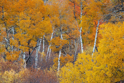 Picture of YELLOW AND ORANGE ASPEN TREES WITH PROMINENT TRUNKS-TETON VALLEY-WYOMING