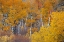 Picture of YELLOW AND ORANGE ASPEN TREES WITH PROMINENT TRUNKS-TETON VALLEY-WYOMING