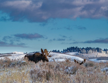 Picture of BULL MOOSE PROVIDING LOOKOUT FOR THE GROUP-GRAND TETON NATIONAL PARK-WYOMING
