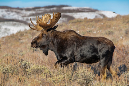 Picture of PORTRAIT OF BULL MOOSE IN SAGEBRUSH-GRAND TETON NATIONAL PARK-WYOMING