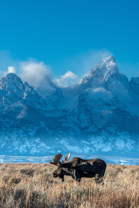 Picture of BULL MOOSE PORTRAIT WITH GRAND TETON MOUNTAIN AND NATIONAL PARK IN BACKGROUND-WYOMING
