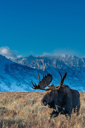 Picture of BULL MOOSE PORTRAIT WITH GRAND TETON NATIONAL PARK IN BACKGROUND-WYOMING