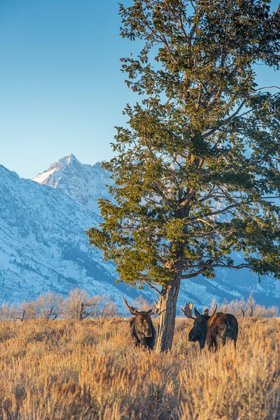 Picture of BULL MOOSE VIE FOR DOMINANCE AT EVERGREEN TREE GRAND TETON-NATIONAL PARK-WYOMING