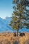 Picture of BULL MOOSE VIE FOR DOMINANCE AT EVERGREEN TREE GRAND TETON-NATIONAL PARK-WYOMING