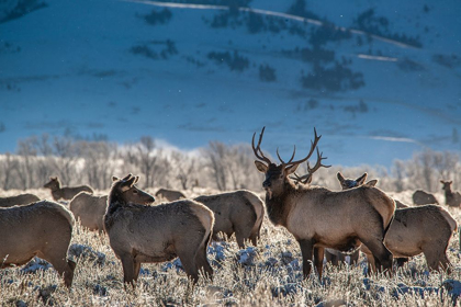 Picture of BULL ELK TOWERS OVER HIS HAREM OF FOUR FEMALES GRAND TETON NATIONAL PARK-WYOMING