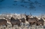 Picture of BULL ELK TOWERS OVER HIS HAREM OF FOUR FEMALES GRAND TETON NATIONAL PARK-WYOMING