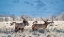 Picture of TWO BULL ELK GRAZE IN SAGEBRUSH-GRAND TETON NATIONAL PARK-WYOMING