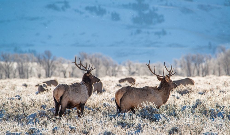 Picture of TWO BULL ELK GRAZE IN SAGEBRUSH-GRAND TETON NATIONAL PARK-WYOMING