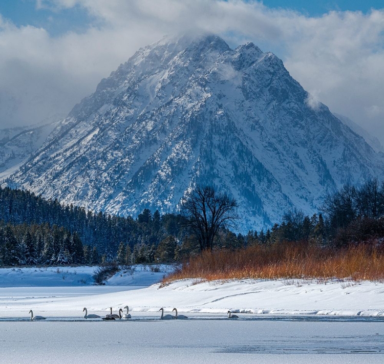 Picture of FLOCK OF TRUMPETER SWANS SWIM AT OXBOW BEND IN FRONT OF MOUNT MORAN-GRAND TETON NATIONAL PARK