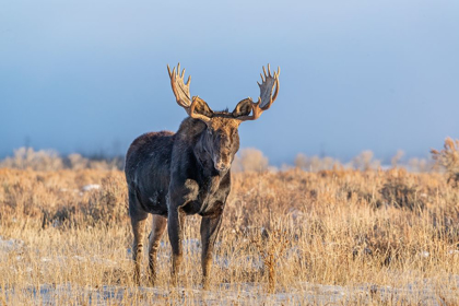 Picture of EYE CONTACT FROM BULL MOOSE-GRAND TETON NATIONAL PARK-WYOMING