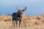 Picture of EYE CONTACT FROM BULL MOOSE-GRAND TETON NATIONAL PARK-WYOMING