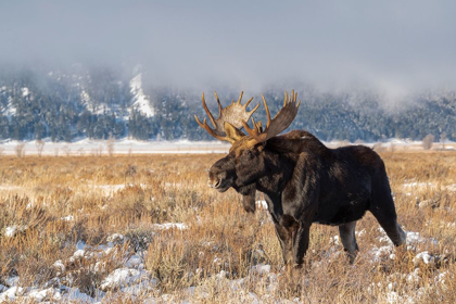 Picture of BULL MOOSE PORTRAIT WITH SNOWY GRAND TETON NATIONAL PARK IN BACKGROUND-WYOMING