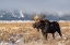 Picture of BULL MOOSE PORTRAIT WITH SNOWY GRAND TETON NATIONAL PARK IN BACKGROUND-WYOMING