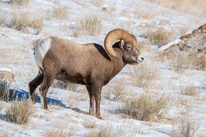 Picture of LARGE BIGHORN RAM GRAZING IN MEADOW-NATIONAL ELK RESERVE NEAR GRAND TETON NATIONAL PARK-WYOMING