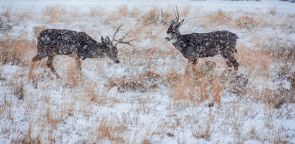 Picture of MULE DEER BUCKS GRAZE IN SNOWSTORM-WYOMING