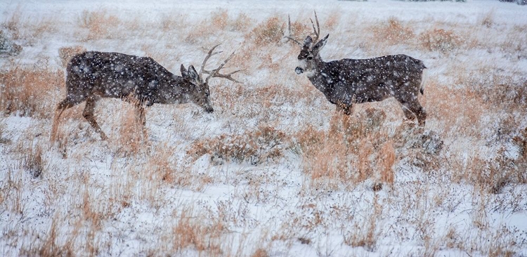 Picture of MULE DEER BUCKS GRAZE IN SNOWSTORM-WYOMING