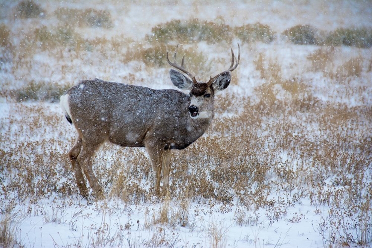 Picture of MULE DEER BUCKS GRAZE IN SNOWSTORM-WYOMING