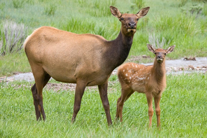Picture of WY-YELLOWSTONE NATIONAL PARK-ELK CALF AND MOTHER