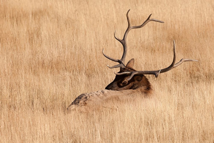 Picture of WY-YELLOWSTONE NATIONAL PARK-BULL ELK-IN MEADOW-(CERVUS ELAPHUS)