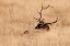 Picture of WY-YELLOWSTONE NATIONAL PARK-BULL ELK-IN MEADOW-(CERVUS ELAPHUS)