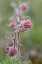 Picture of WYOMING PRAIRIE SMOKE-YELLOWSTONE NATIONAL PARK