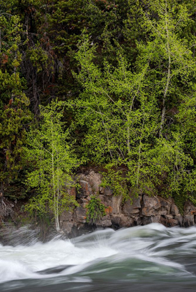 Picture of WYOMING BUDDING TREES-LA GRANGE CASCADE-YELLOWSTONE NATIONAL PARK
