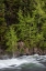 Picture of WYOMING BUDDING TREES-LA GRANGE CASCADE-YELLOWSTONE NATIONAL PARK