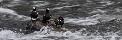 Picture of WYOMING HARLEQUIN DUCKS-LA GRANGE CASCADE-YELLOWSTONE NATIONAL PARK