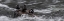 Picture of WYOMING HARLEQUIN DUCKS-LA GRANGE CASCADE-YELLOWSTONE NATIONAL PARK