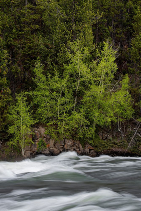 Picture of WYOMING BUDDING TREES-LA GRANGE CASCADE-YELLOWSTONE NATIONAL PARK