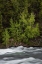 Picture of WYOMING BUDDING TREES-LA GRANGE CASCADE-YELLOWSTONE NATIONAL PARK