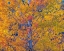 Picture of WYOMING-JACKSON-GRAND TETON NATIONAL PARK AND FALL COLORS ON ASPEN TREES