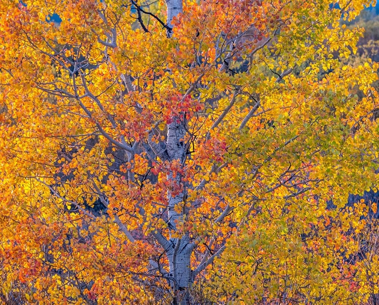 Picture of WYOMING-JACKSON-GRAND TETON NATIONAL PARK AND FALL COLORS ON ASPEN TREES