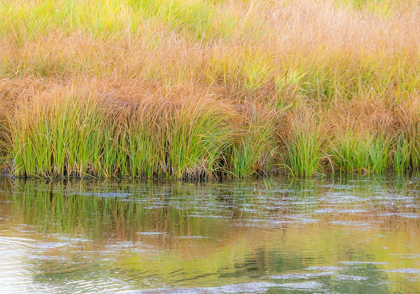 Picture of WYOMING-GRAND TETONS NATIONAL PARK WATERS EDGE SNAKE RIVER AND GOLDEN GRASSES REFLECTED IN WATER