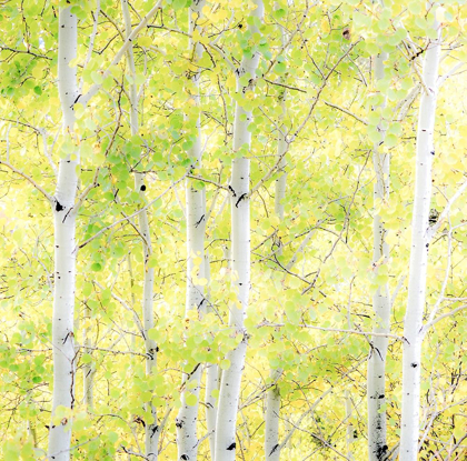 Picture of WYOMING-JACKSON-GRAND TETON NATIONAL PARK AND FALL COLORS ON ASPEN TREES