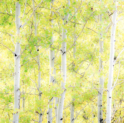 Picture of WYOMING-JACKSON-GRAND TETON NATIONAL PARK AND FALL COLORS ON ASPEN TREES